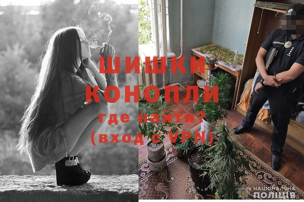 ПСИЛОЦИБИНОВЫЕ ГРИБЫ Гусев