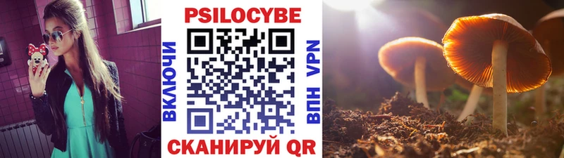 Купить где  Окуловка  Псилоцибиновые грибы Cubensis 